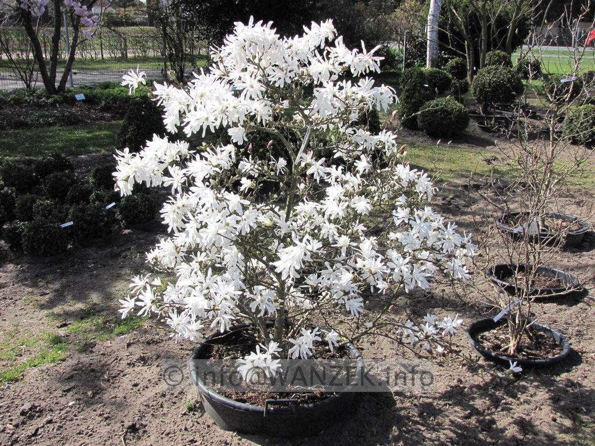 Magnolia stellata Royal Star 01.JPG